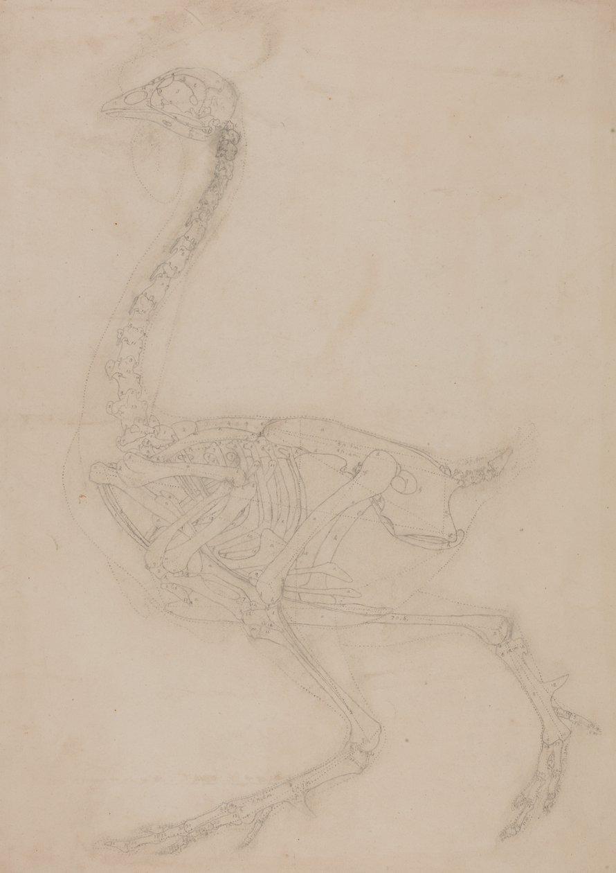 Study of a Fowl, Lateral View, from A Comparative Anatomical Exposition of the Structure of the Human Body with that of a Tiger and a Common Fowl by George Stubbs