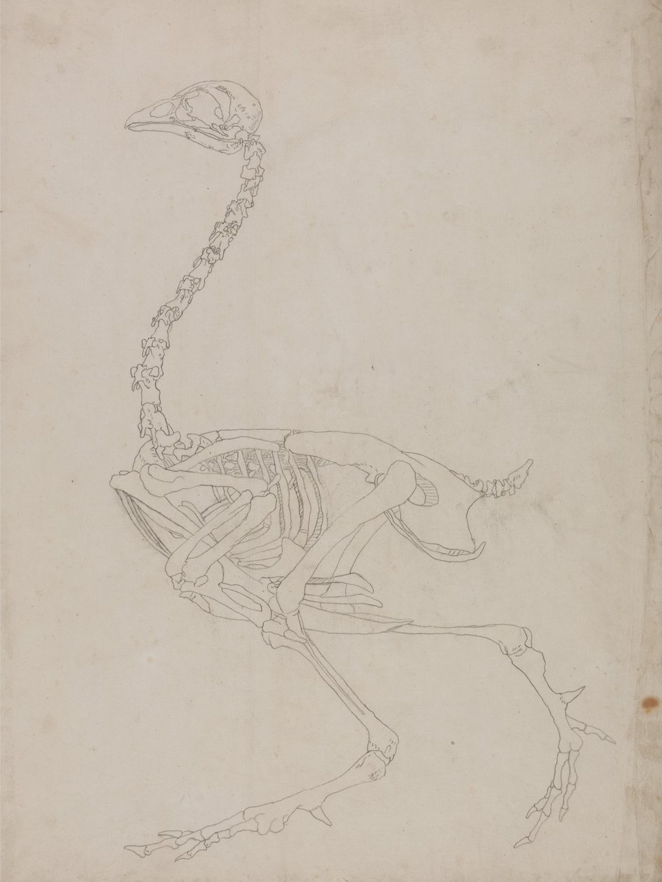 Study of a Fowl, Lateral View, from A Comparative Anatomical Exposition of the Structure of the Human Body with that of a Tiger and a Common Fowl by George Stubbs