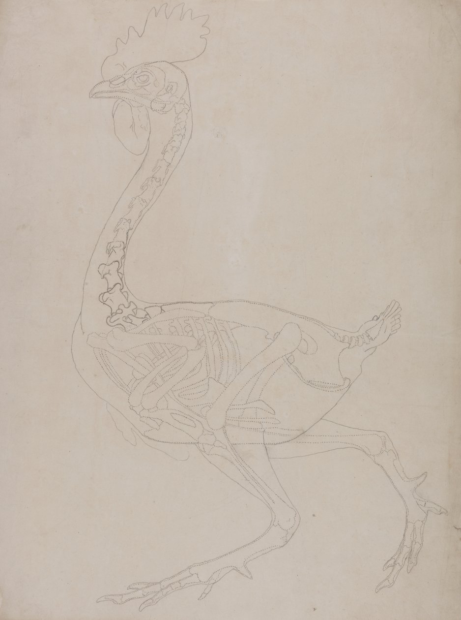Study of a Fowl, Lateral View, from A Comparative Anatomical Exposition of the Structure of the Human Body with that of a Tiger and a Common Fowl by George Stubbs