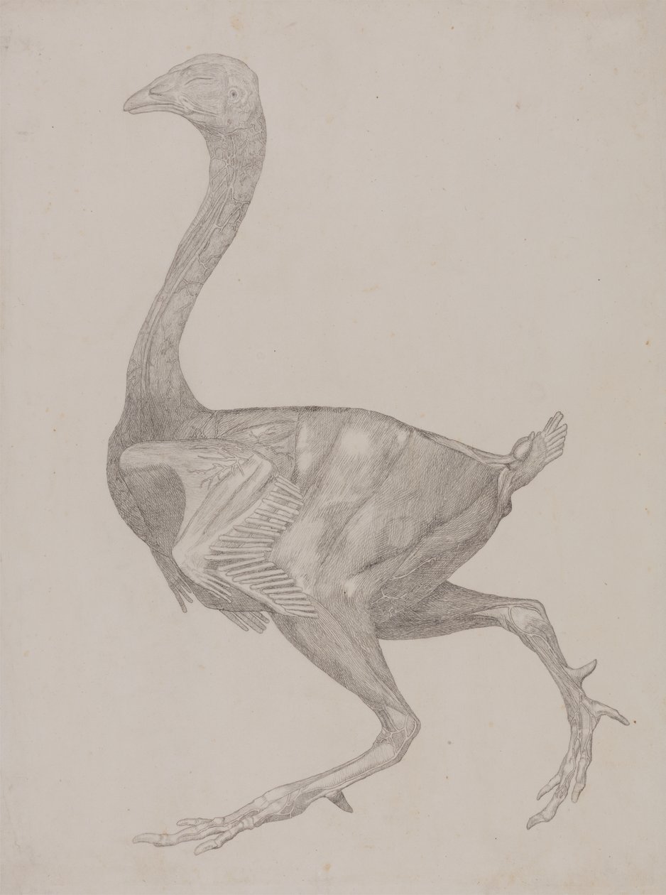 Study of a Fowl, Lateral View, from A Comparative Anatomical Exposition of the Structure of the Human Body with that of a Tiger and a Common Fowl, 1795-1806 by George Stubbs
