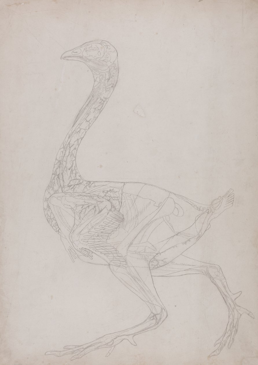 Study of a Fowl, Lateral View, from A Comparative Anatomical Exposition of the Structure of the Human Body with that of a Tiger and a Common Fowl, 1795-1806 by George Stubbs