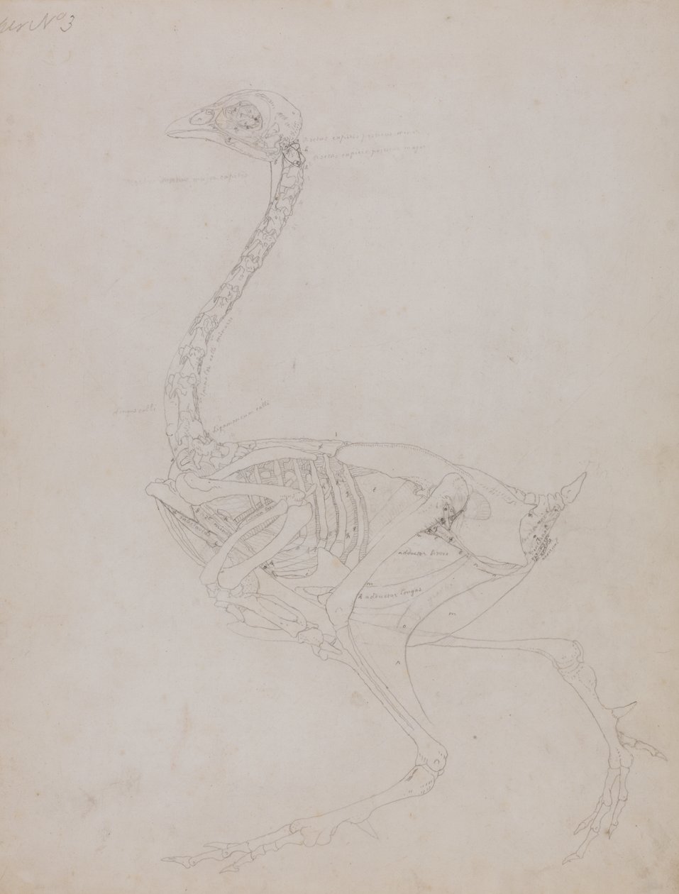 Study of a Fowl, Lateral View, from A Comparative Anatomical Exposition of the Structure of the Human Body with that of a Tiger and a Common Fowl, 1795-1806 by George Stubbs