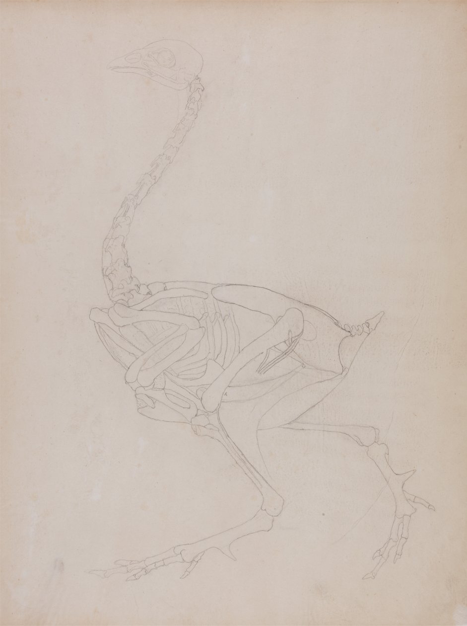 Study of a Fowl, Lateral View, from A Comparative Anatomical Exposition of the Structure of the Human Body with that of a Tiger and a Common Fowl, 1795-1806 by George Stubbs