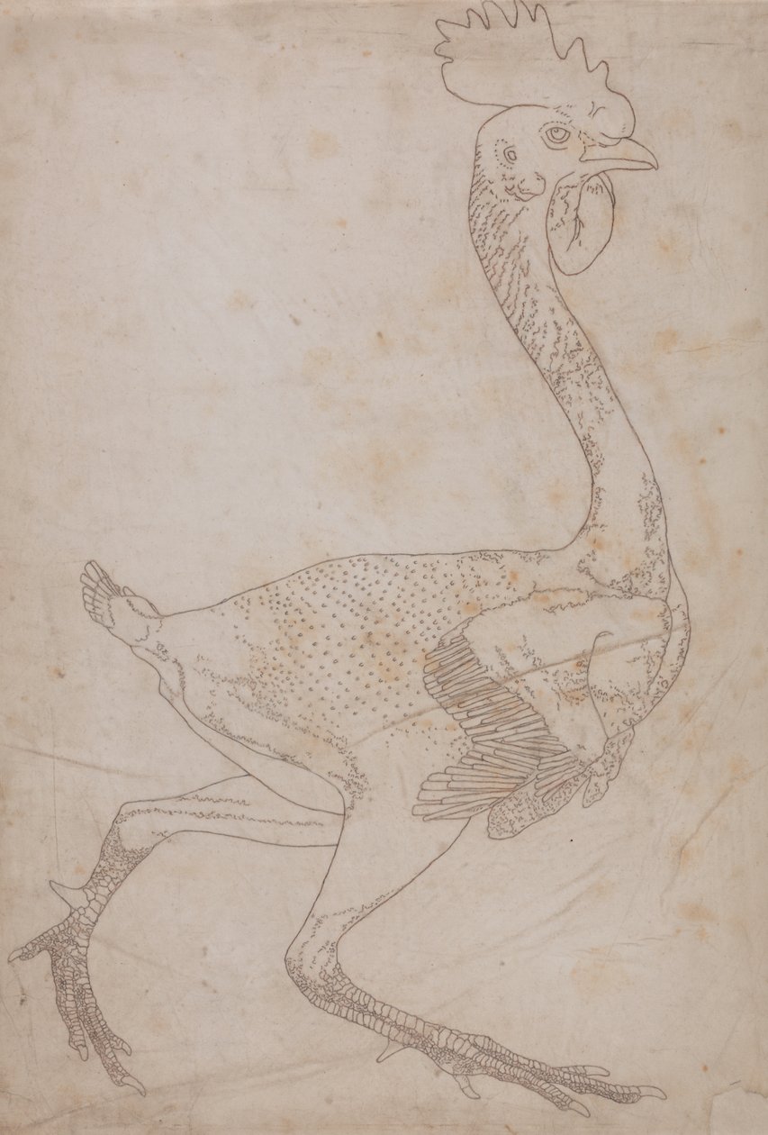 Study of a Fowl, Lateral View, from A Comparative Anatomical Exposition ...