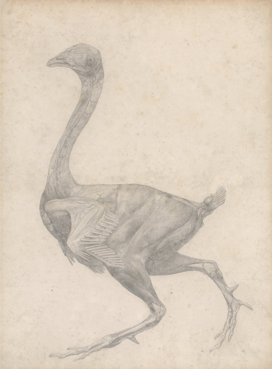 Study of a Fowl, Lateral View, with skin and underlying fascial layers removed, from A Comparative Anatomical Exposition of the Structure of the Human Body with that of a Tiger and a Common Fowl by George Stubbs
