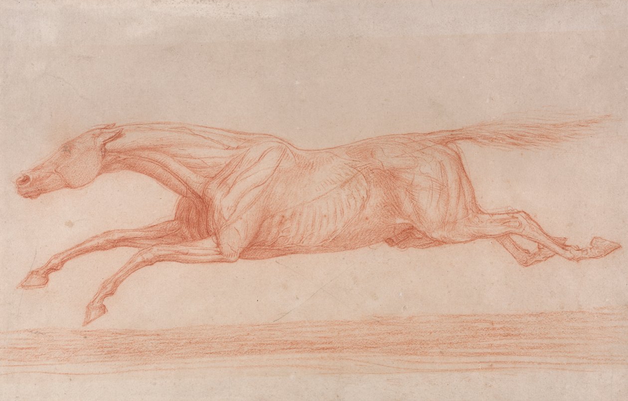 Study of a Racehorse in Action: Galloping to Left, a Semi-Anatomical Study, with Skin Flayed to Show Action of Muscles by George Stubbs