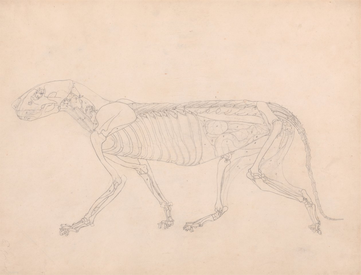 Study of a Tiger, Lateral View, Abdominal Viscera Exposed, from A Comparative Anatomical Exposition of the Structure of the Human Body with that of a Tiger and a Common Fowl by George Stubbs