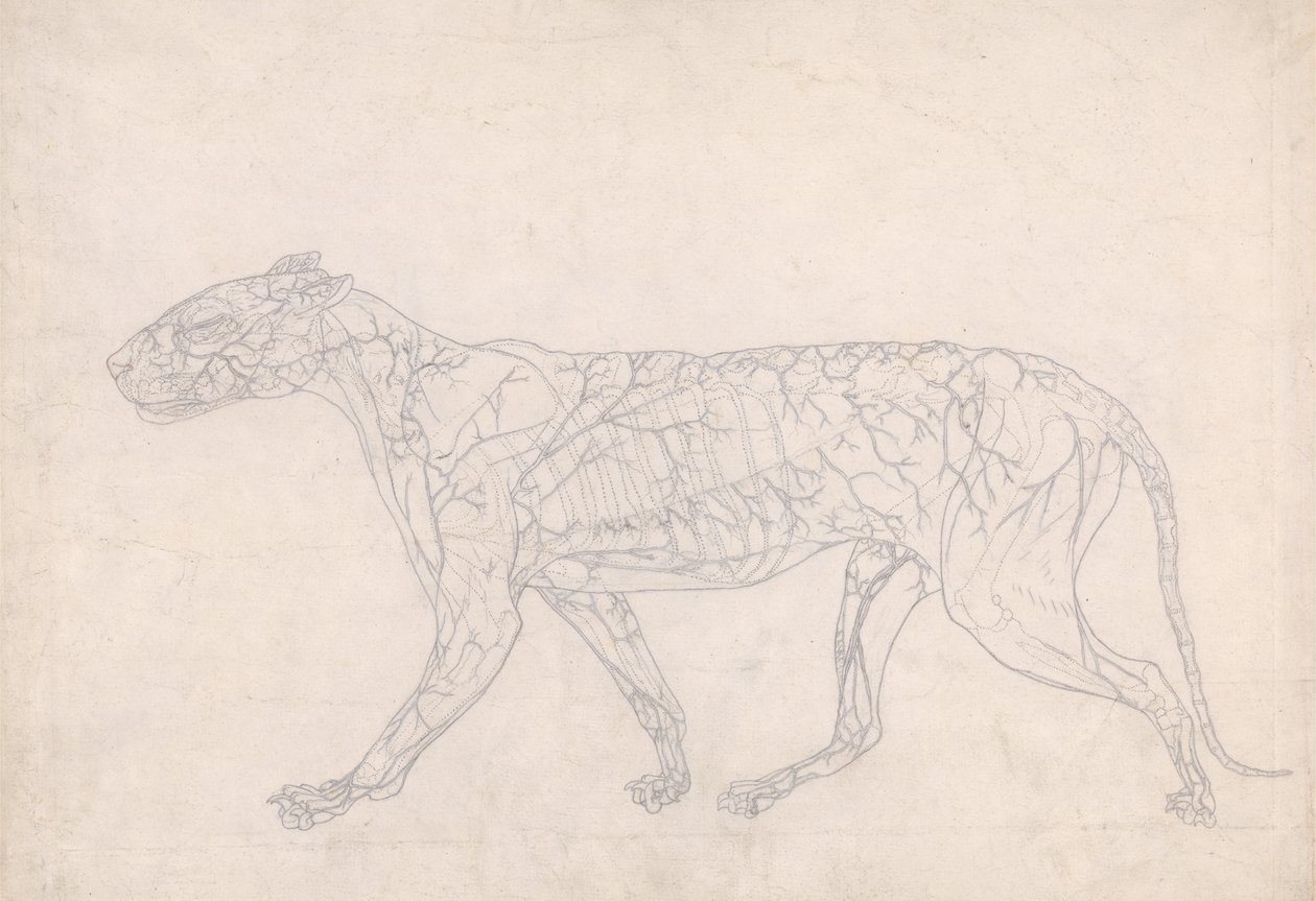 Study of a Tiger, Lateral View, Diagram Showing the Subcutaneous Blood Supply, from A Comparative Anatomical Exposition of the Structure of the Human Body with that of a Tiger and a Common Fowl by George Stubbs