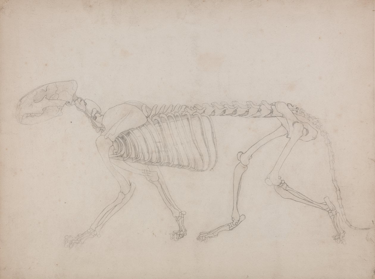 Study of a Tiger, Lateral View, from A Comparative Anatomical Exposition of the Structure of the Human Body with that of a Tiger and a Common Fowl by George Stubbs