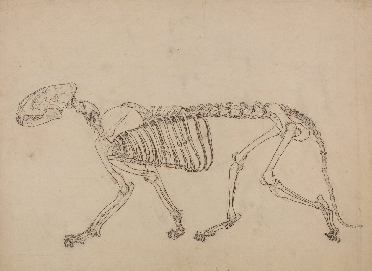 Study of a Tiger, Lateral View, from A Comparative Anatomical Exposition of the Structure of the Human Body with that of a Tiger and a Common Fowl by George Stubbs