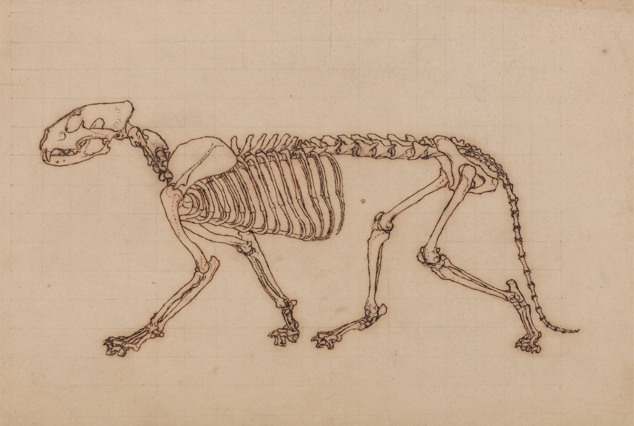 Study of a Tiger, Lateral View, from A Comparative Anatomical Exposition of the Structure of the Human Body with that of a Tiger and a Common Fowl by George Stubbs