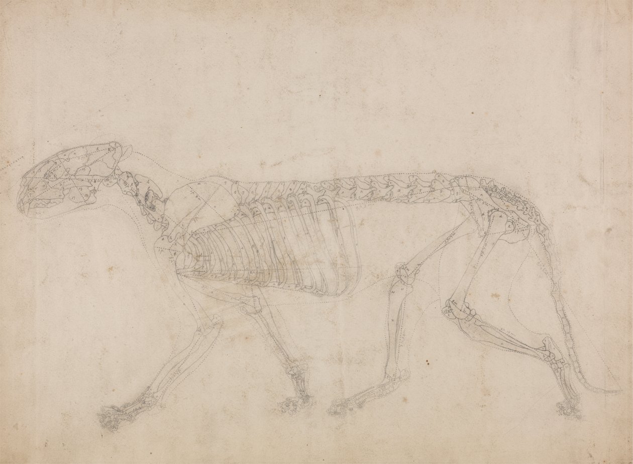 Study of a Tiger, Lateral View, from A Comparative Anatomical Exposition of the Structure of the Human Body with that of a Tiger and a Common Fowl by George Stubbs