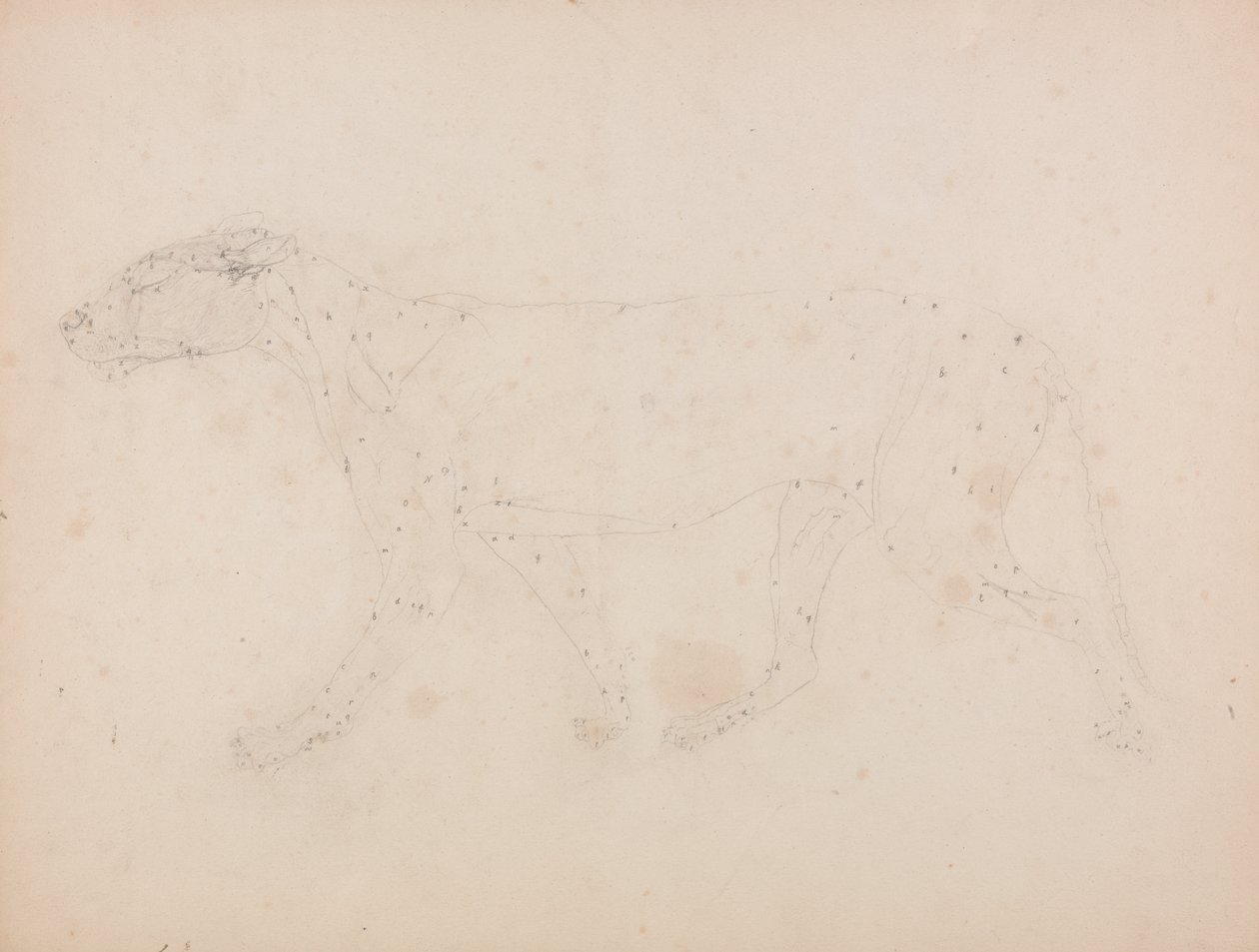 Study of a Tiger, Lateral View, from A Comparative Anatomical Exposition of the Structure of the Human Body with that of a Tiger and a Common Fowl by George Stubbs