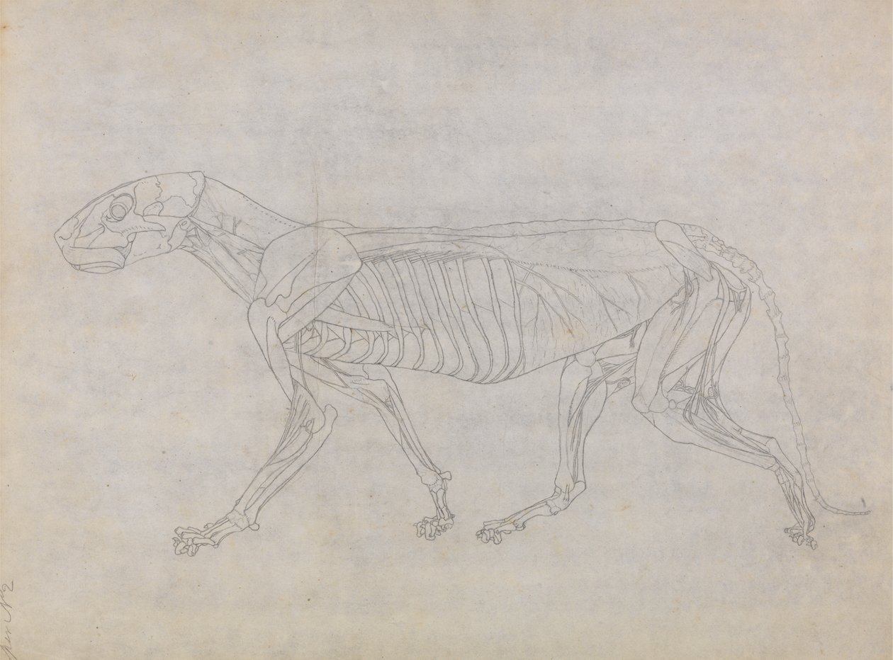 Study of a Tiger, Lateral View, from A Comparative Anatomical Exposition of the Structure of the Human Body with that of a Tiger and a Common Fowl by George Stubbs