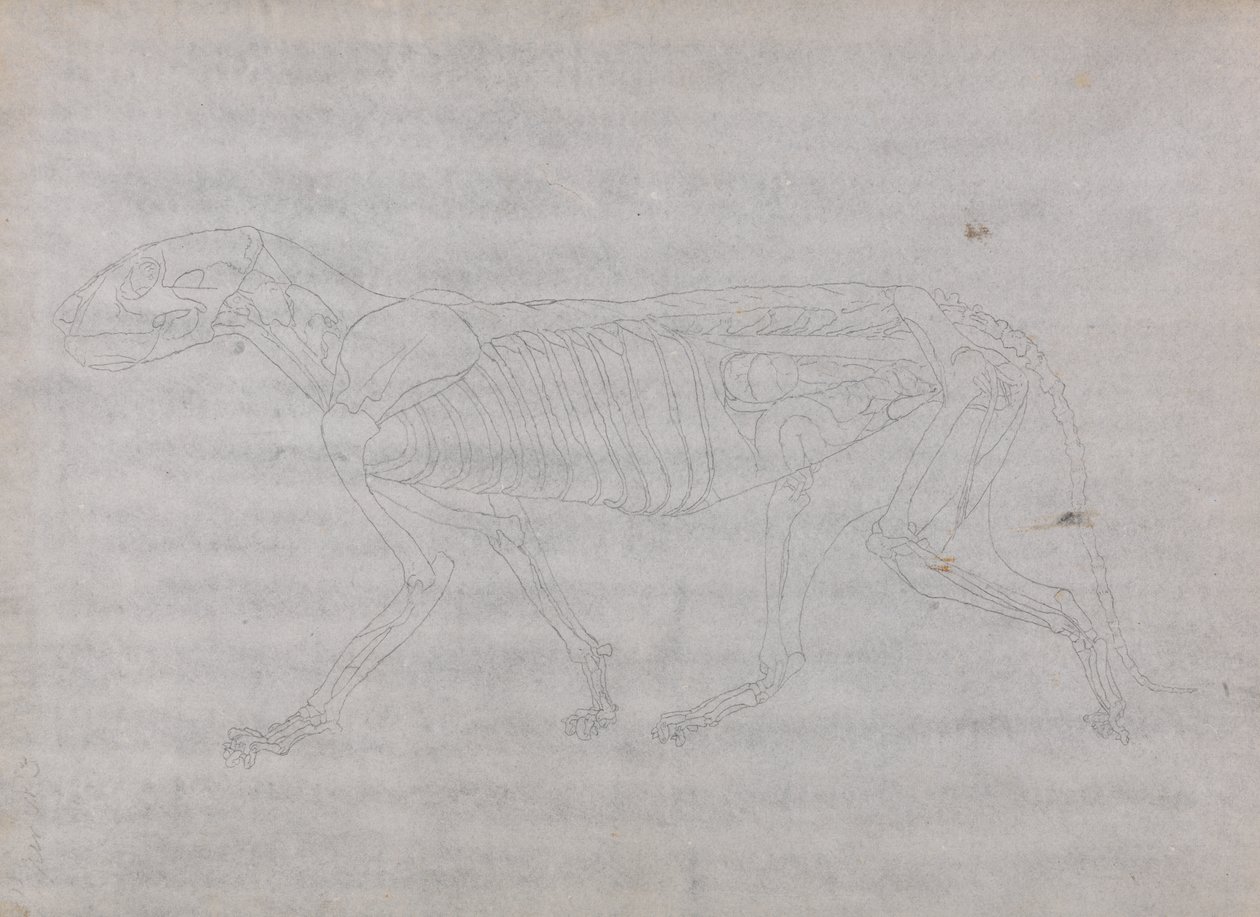 Study of a Tiger, Lateral View, from A Comparative Anatomical Exposition of the Structure of the Human Body with that of a Tiger and a Common Fowl by George Stubbs