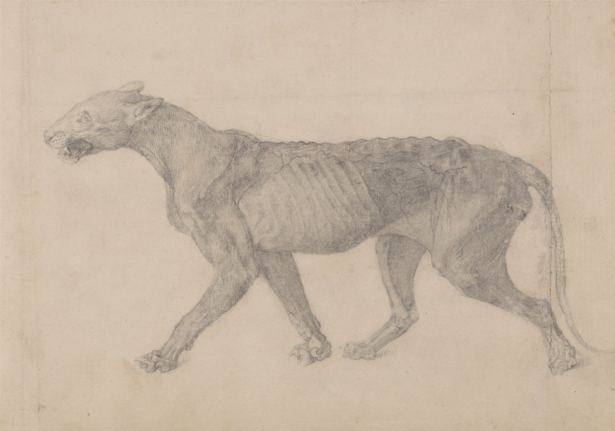 Study of a Tiger, Lateral View, from A Comparative Anatomical Exposition of the Structure of the Human Body with that of a Tiger and a Common Fowl by George Stubbs