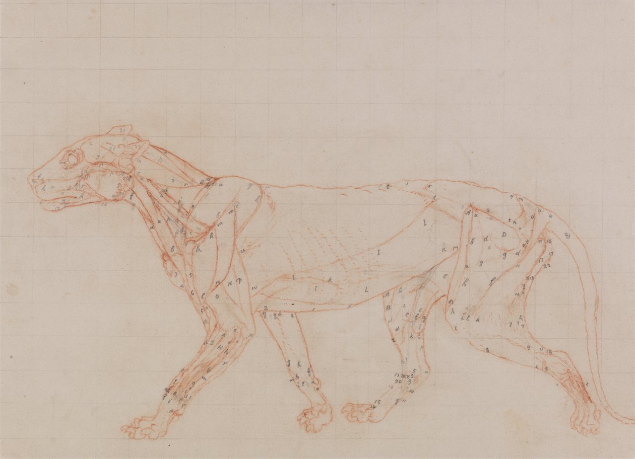 Study of a Tiger, Lateral View, from A Comparative Anatomical Exposition of the Structure of the Human Body with that of a Tiger and a Common Fowl by George Stubbs