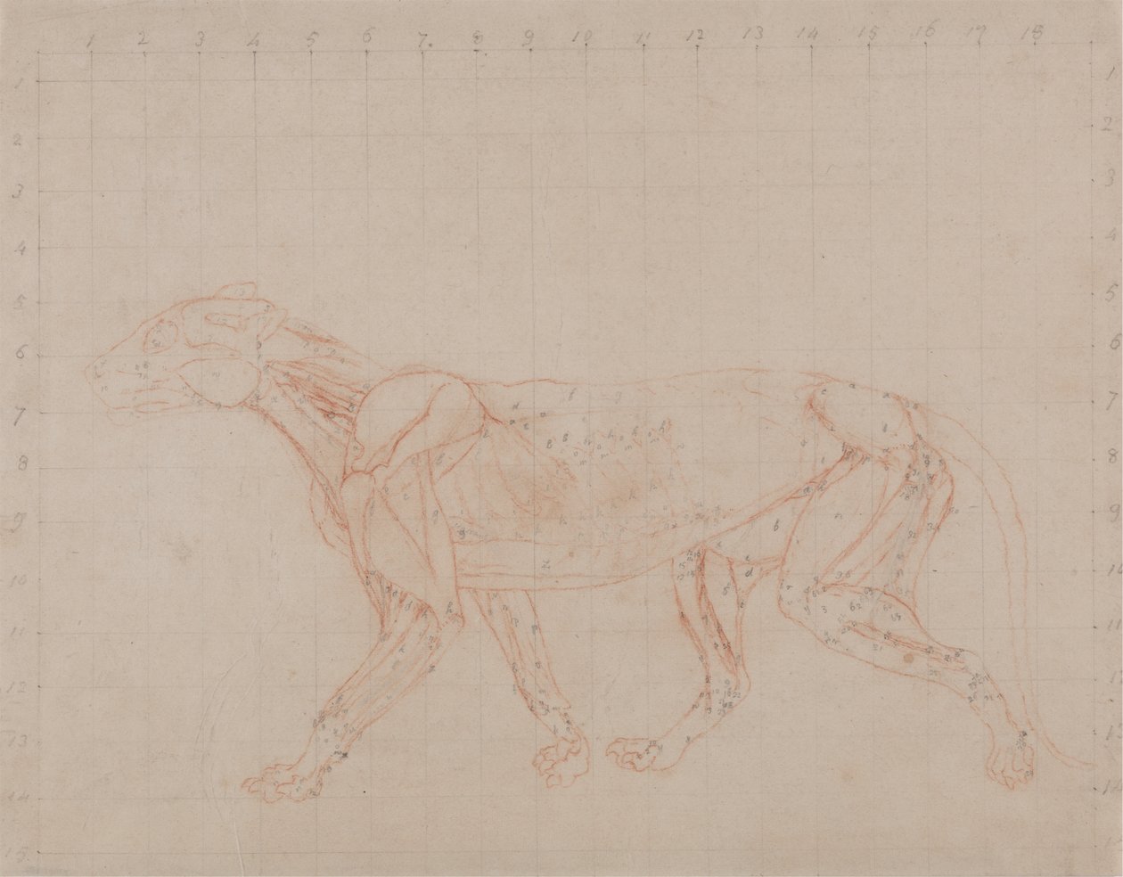 Study of a Tiger, Lateral View, from A Comparative Anatomical Exposition of the Structure of the Human Body with that of a Tiger and a Common Fowl by George Stubbs