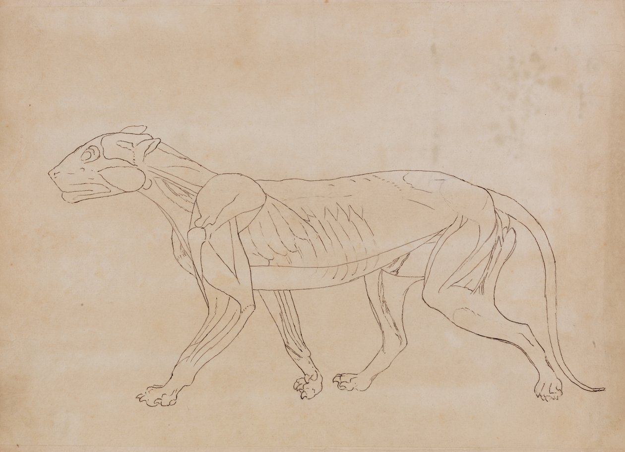 Study of a Tiger, Lateral View, from A Comparative Anatomical Exposition of the Structure of the Human Body with that of a Tiger and a Common Fowl by George Stubbs