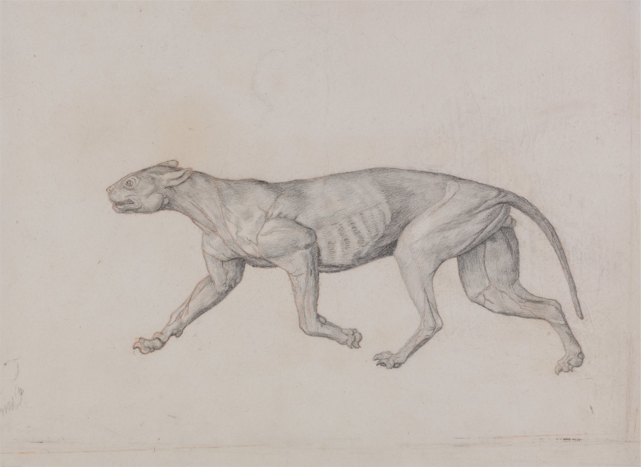 Study of a Tiger, Lateral View, from A Comparative Anatomical Exposition of the Structure of the Human Body with that of a Tiger and a Common Fowl by George Stubbs
