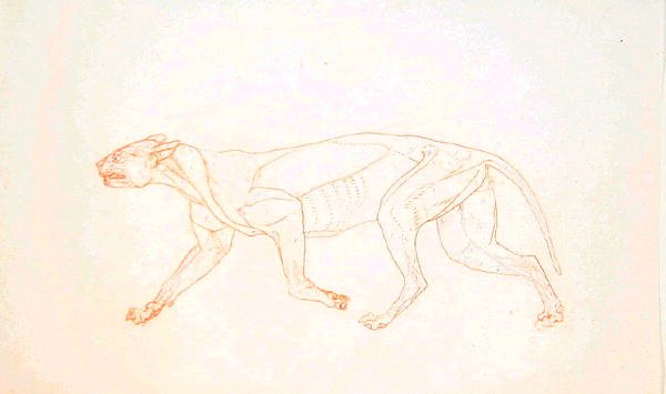 Study of a Tiger, Lateral View, from A Comparative Anatomical Exposition of the Structure of the Human Body with that of a Tiger and a Common Fowl by George Stubbs