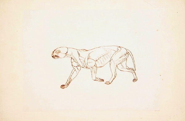 Study of a Tiger, Lateral View, from A Comparative Anatomical Exposition of the Structure of the Human Body with that of a Tiger and a Common Fowl by George Stubbs