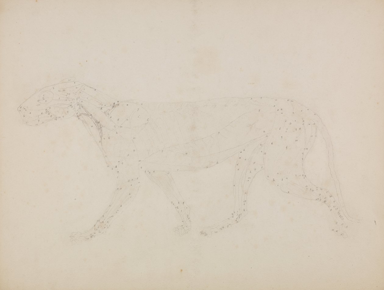 Study of a Tiger, Lateral View, from 