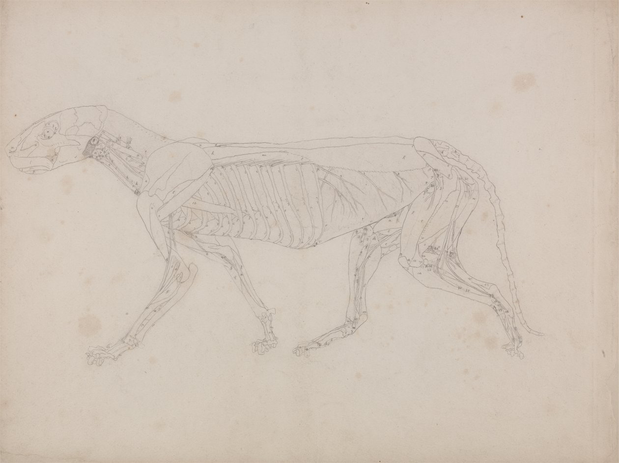 Study of a Tiger, Lateral View, from A Comparative Anatomical ...