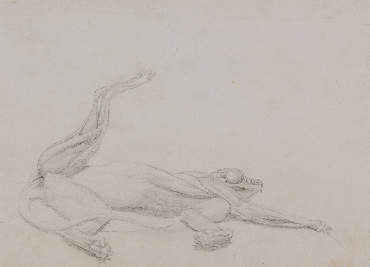Study of a Tiger, Recumbent, Viewed Ventrally, from A Comparative Anatomical Exposition of the Structure of the Human Body with that of a Tiger and a Common Fowl by George Stubbs