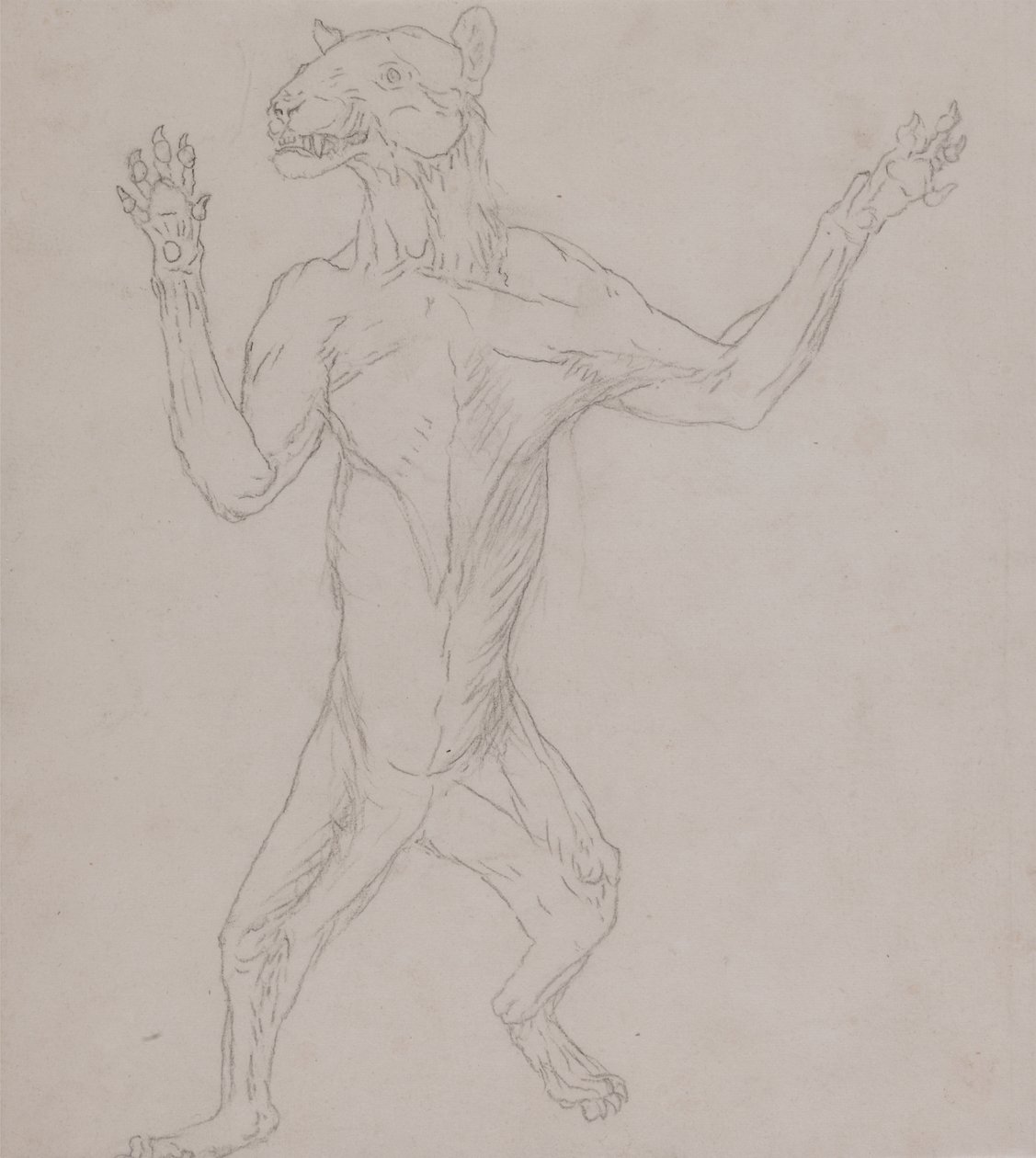 Study of a Tiger, Standing in Human Posture, from A Comparative ...