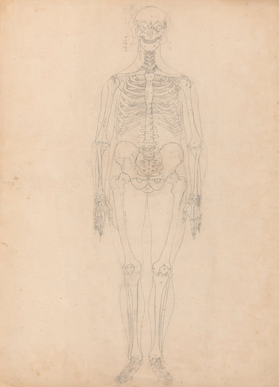 Study of the Human Figure, Anterior View, Diagram for Key to Table I, from A Comparative Anatomical Exposition of the Structure of the Human Body with that of a Tiger and a Common Fowl, c.1795-1806 by George Stubbs