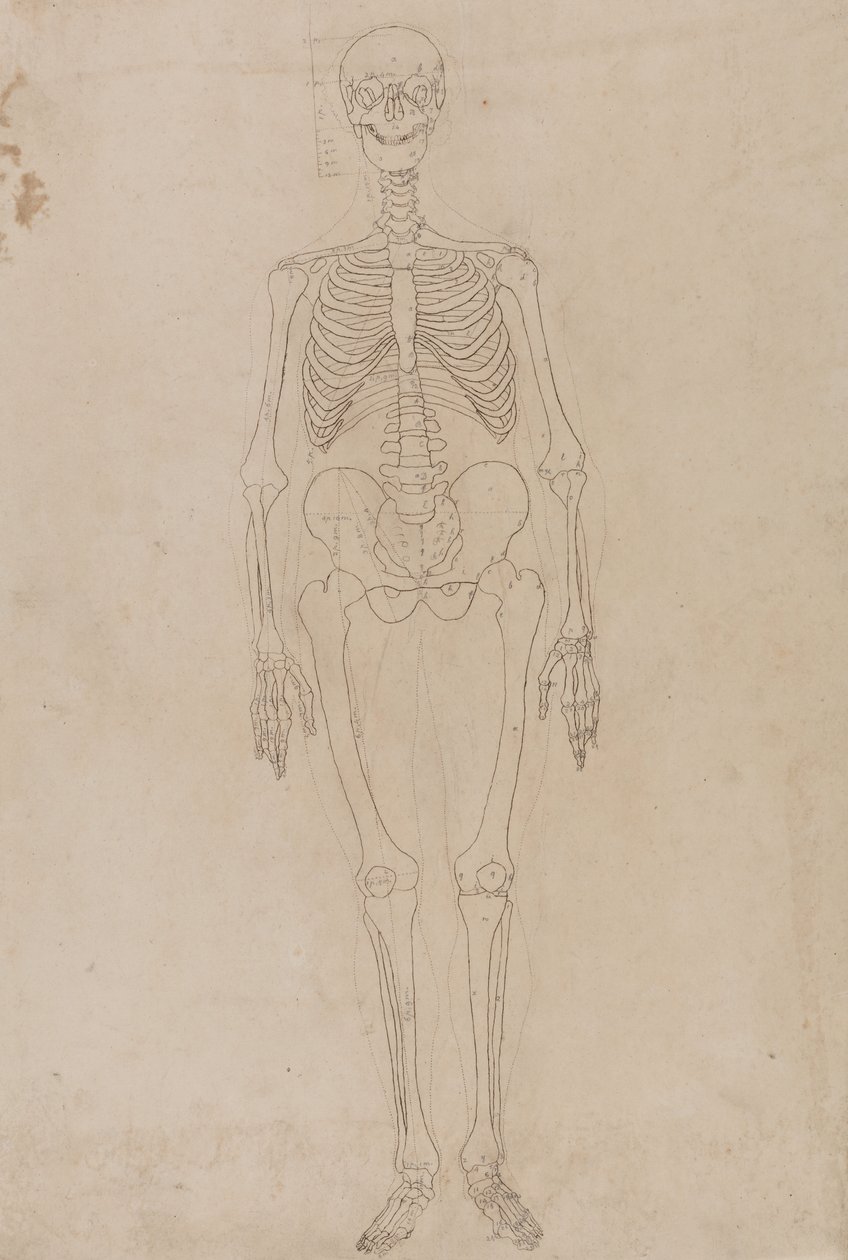 Study of the Human Figure, Anterior View, from A Comparative Anatomical Exposition of the Structure of the Human Body with that of a Tiger and a Common Fowl, c.1795-1806 by George Stubbs