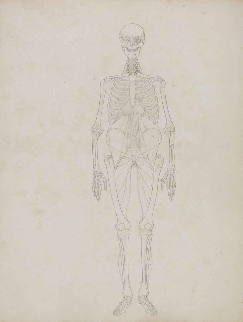 Study of the Human Figure, Anterior View, from 