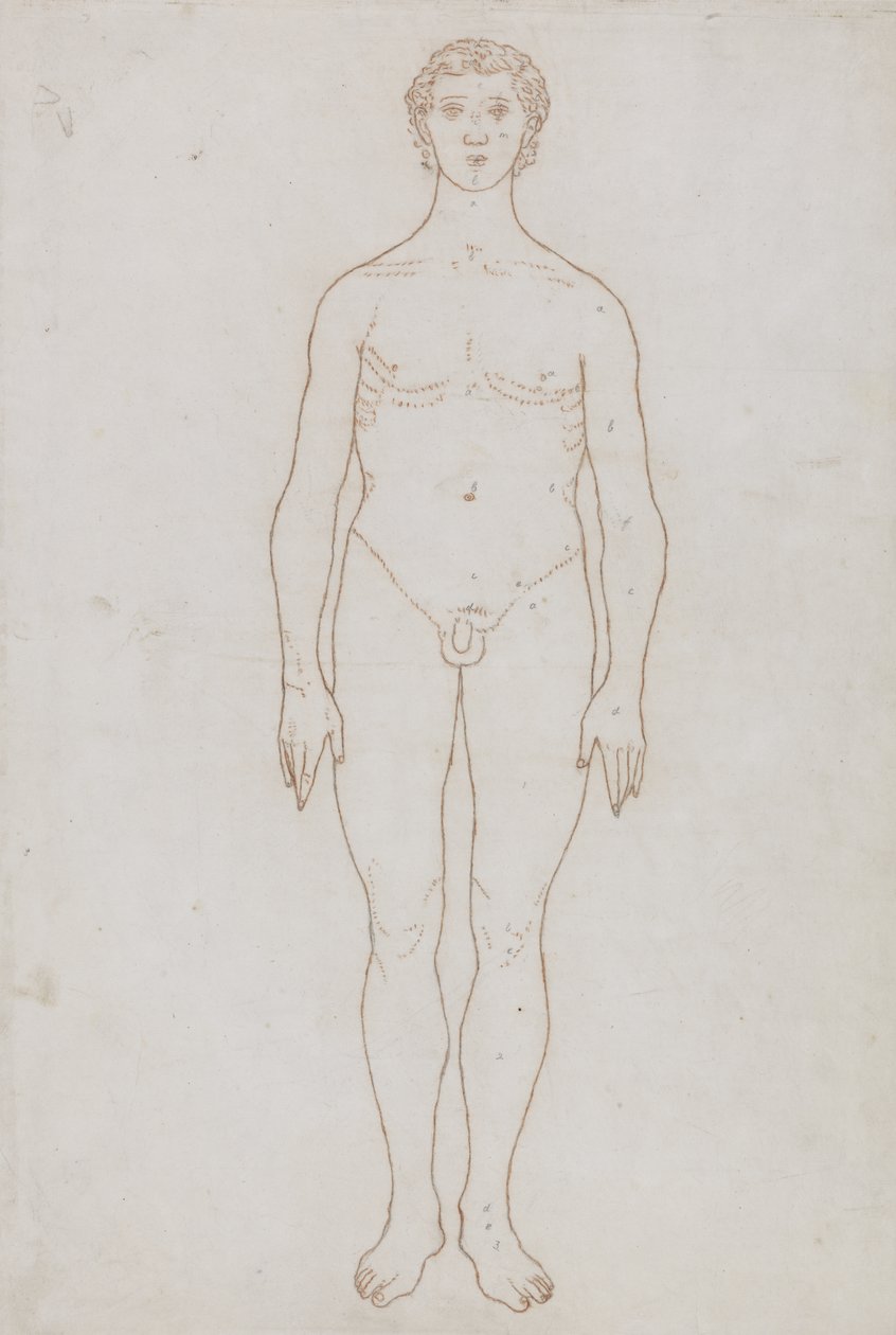 Study of the Human Figure, Anterior View, from 