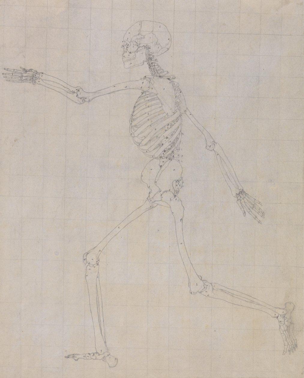 Study of the Human Figure, Lateral View, finished study for Table III, from A Comparative Anatomical Exposition of the Structure of the Human Body with that of a Tiger and a Common Fowl by George Stubbs