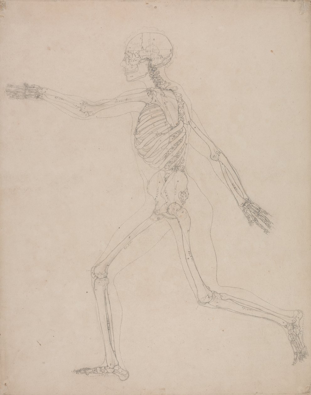 Study of the Human Figure, Lateral View, from A Comparative Anatomical Exposition of the Structure of the Human Body with that of a Tiger and a Common Fowl by George Stubbs