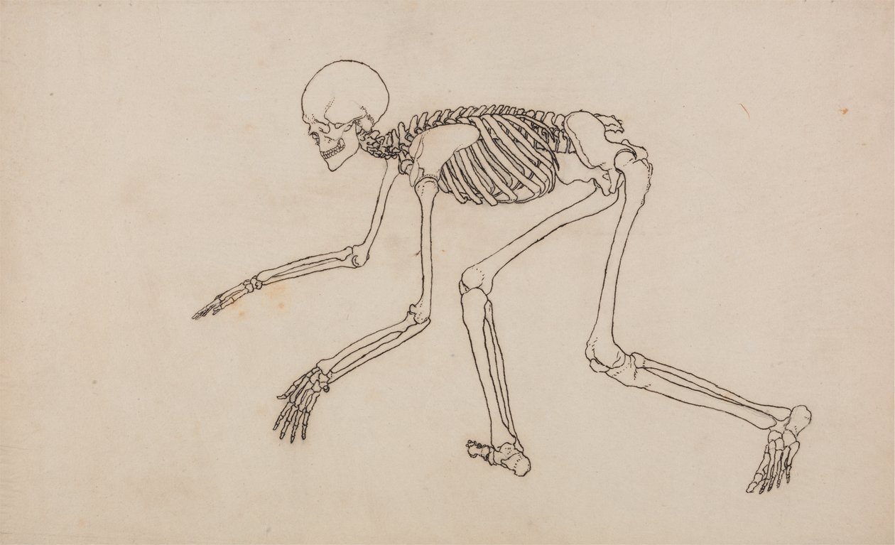 Study of the Human Figure, Lateral View, from A Comparative Anatomical Exposition of the Structure of the Human Body with that of a Tiger and a Common Fowl by George Stubbs