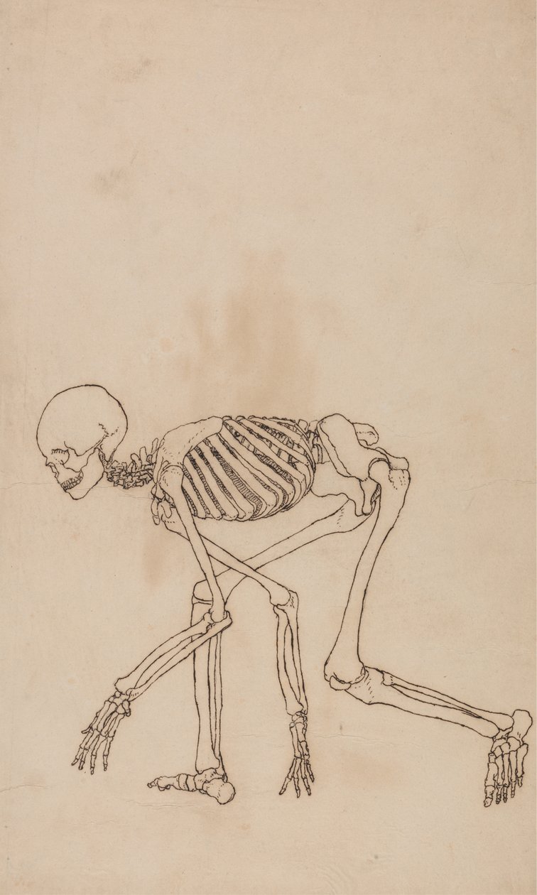 Study of the Human Figure, Lateral View, from A Comparative Anatomical Exposition of the Structure of the Human Body with that of a Tiger and a Common Fowl by George Stubbs