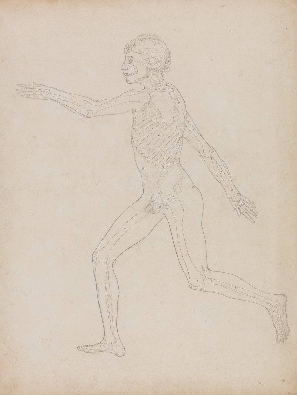 Study of the Human Figure, Lateral View, from A Comparative Anatomical Exposition of the Structure of the Human Body with that of a Tiger and a Common Fowl, 1795-1806 by George Stubbs