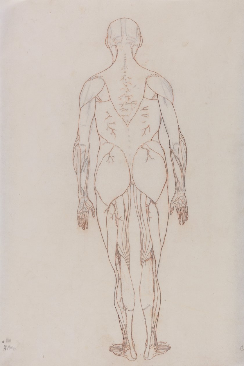 Study of the Human Figure, Posterior View, from A Comparative Anatomical Exposition of the Structure of the Human Body with that of a Tiger and a Common Fowl, c.1795-1806 by George Stubbs