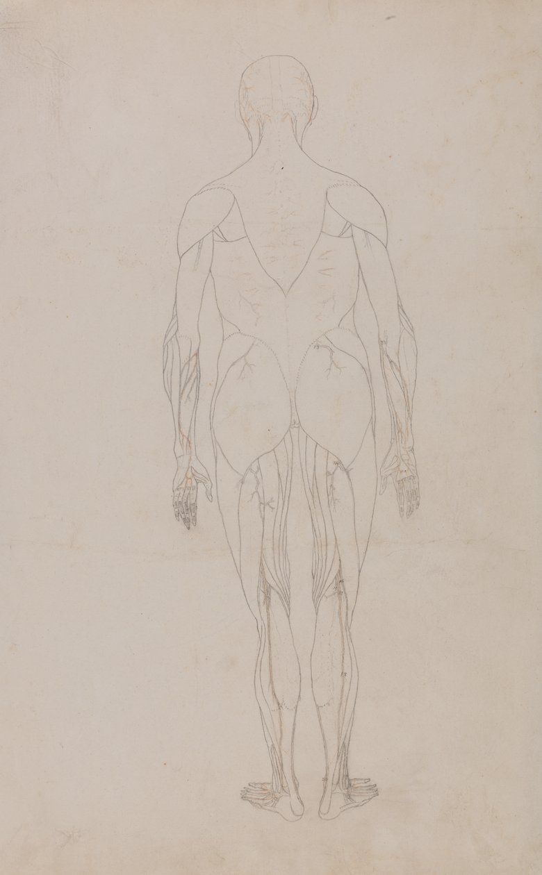 Study of the Human Figure, Posterior View, from A Comparative Anatomical Exposition of the Structure of the Human Body with that of a Tiger and a Common Fowl, c.1795-1806 by George Stubbs