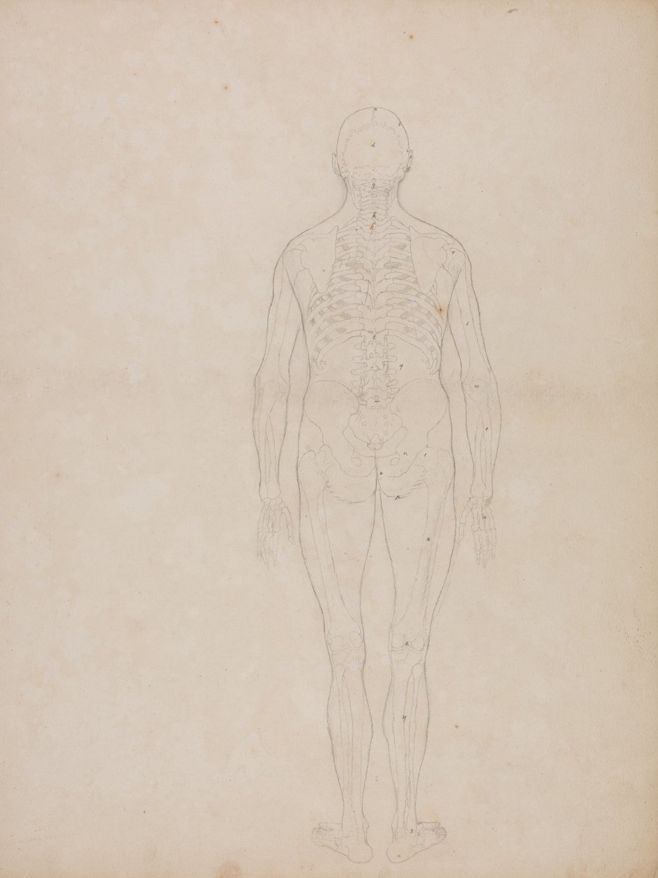 Study of the Human Figure, Posterior View, from A Comparative Anatomical Exposition of the Structure of the Human Body with that of a Tiger and a Common Fowl, c.1795-1806 by George Stubbs