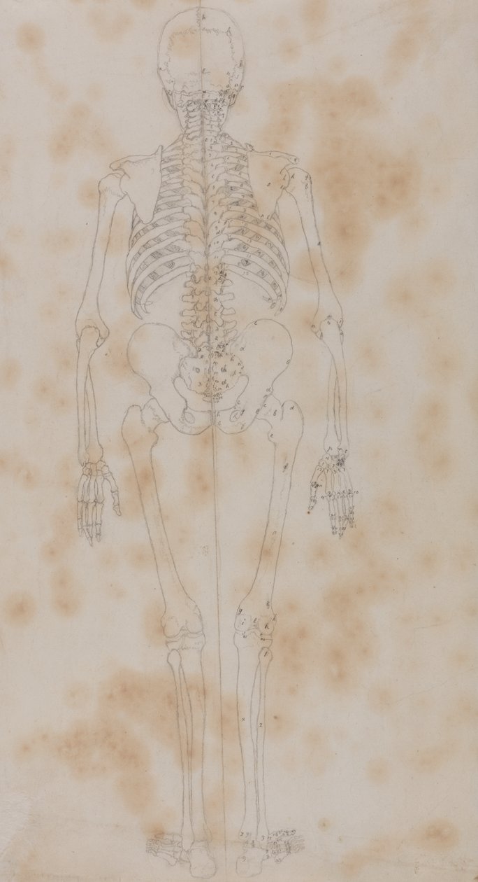 Study of the Human Figure, Posterior View, from A Comparative Anatomical Exposition of the Structure of the Human Body with that of a Tiger and a Common Fowl, c.1795-1806 by George Stubbs