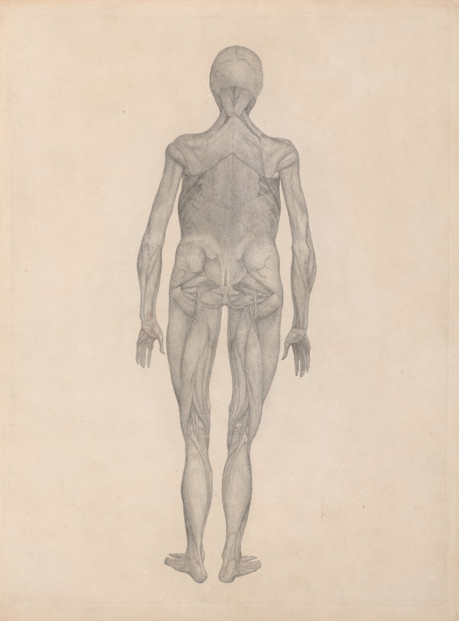 Study of the Human Figure, Posterior View, with skin and underlying fascial tissues removed, from A Comparative Anatomical Exposition of the Structure of the Human Body with that of a Tiger and a Common Fowl by George Stubbs