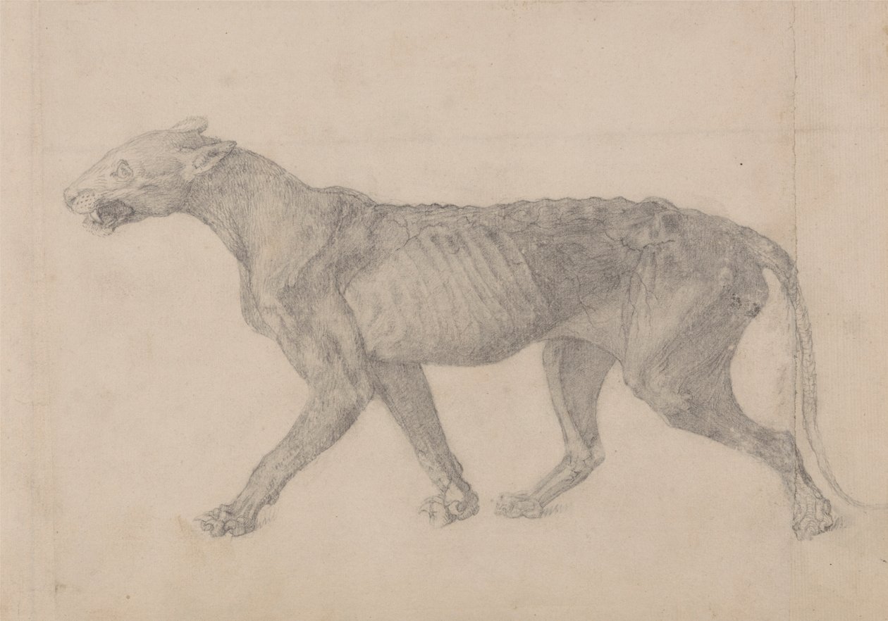 Tiger Body, Lateral View (First of nine drawings of another specimen of tiger) by George Stubbs