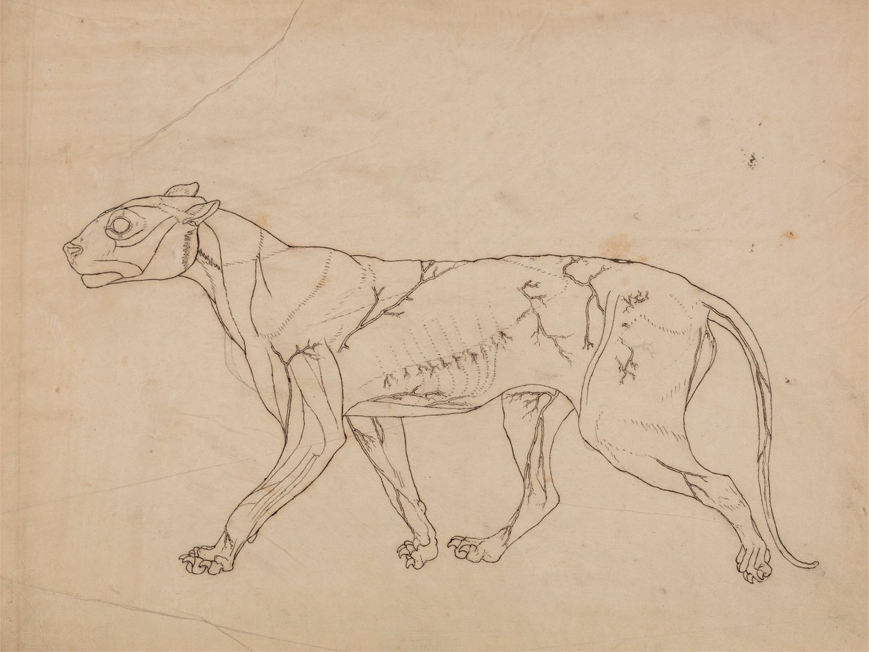 Tiger Body, Lateral View by George Stubbs