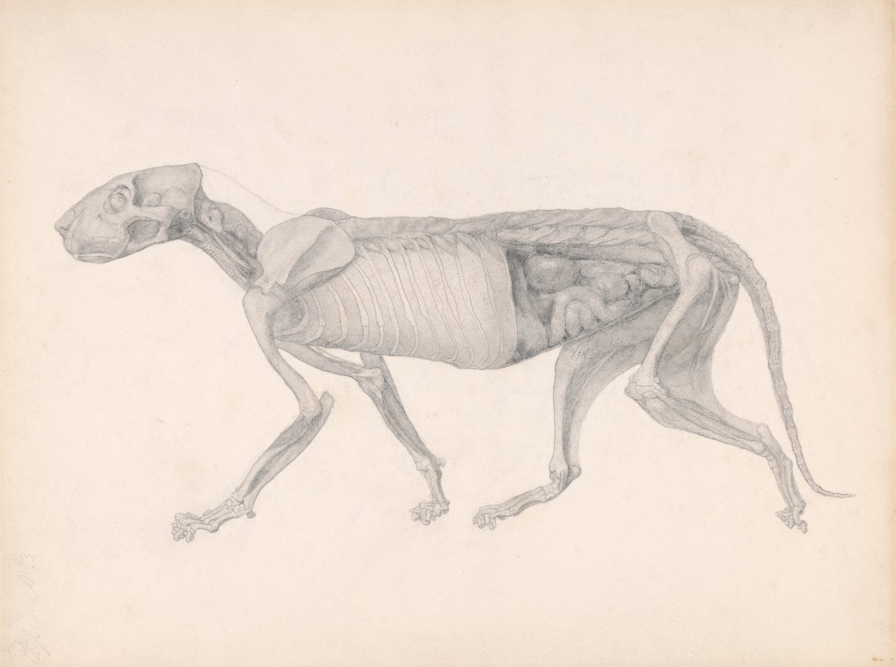 Tiger Body, Lateral View by George Stubbs