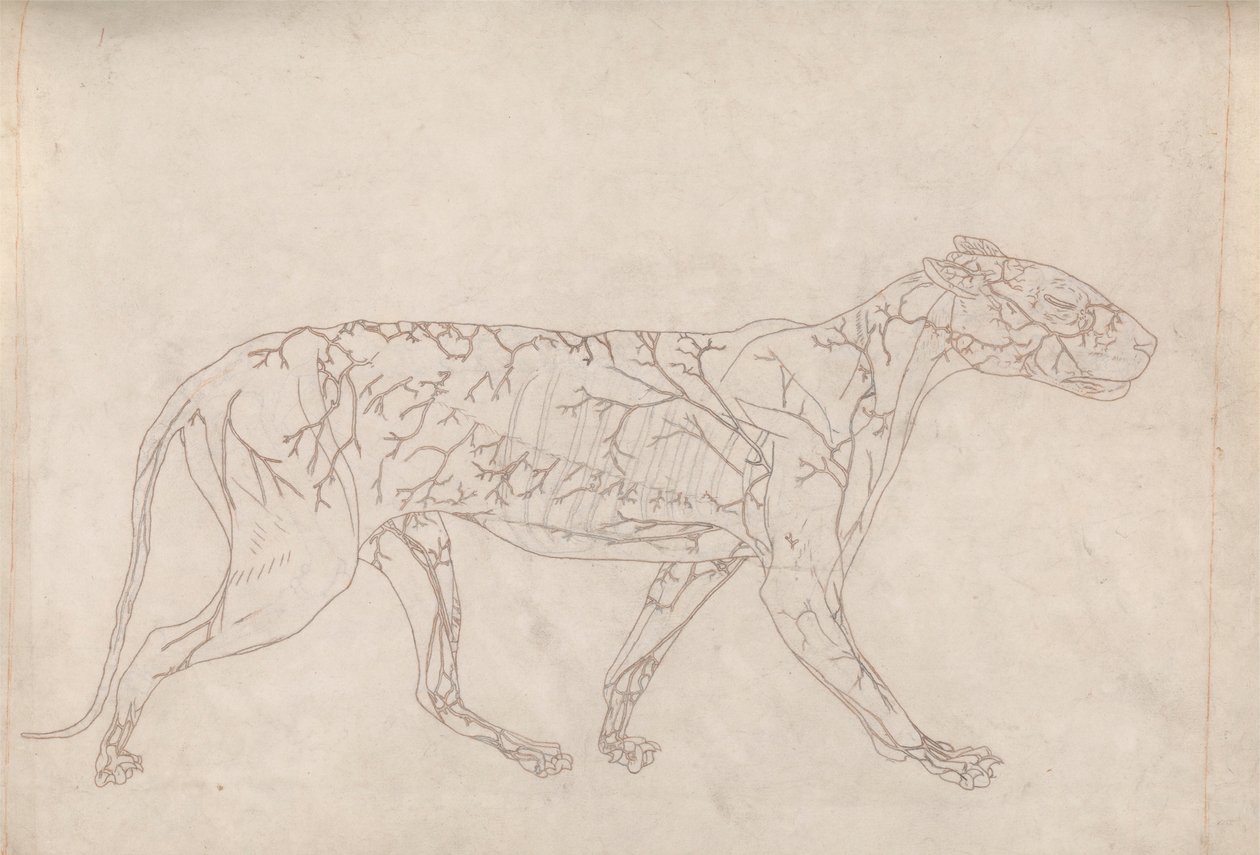 Tiger, Lateral View (Outline Study of the Surface Blood Supply) by George Stubbs