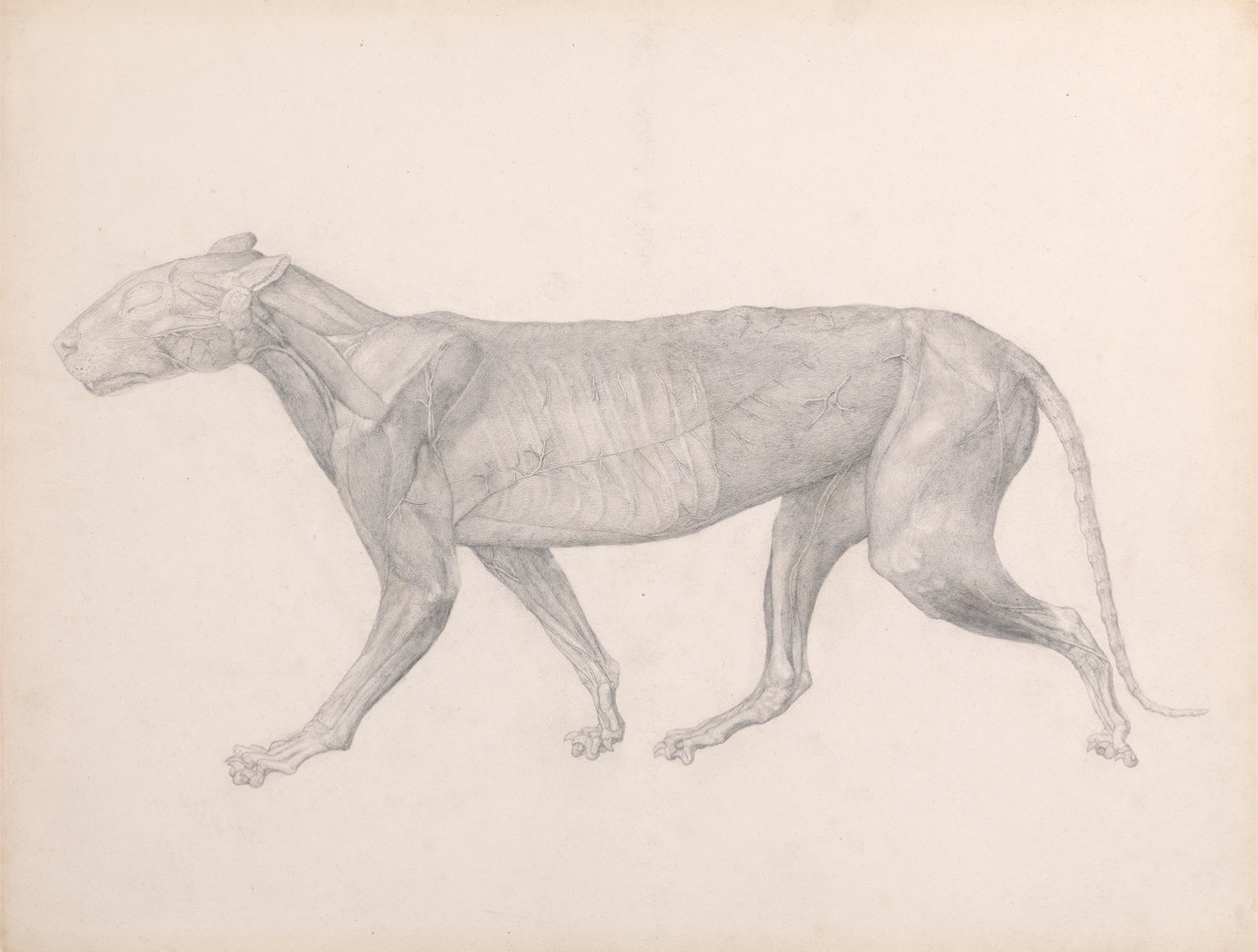 Tiger, Lateral View, with the Connective Tissue Overlying the Muscles Removed by George Stubbs