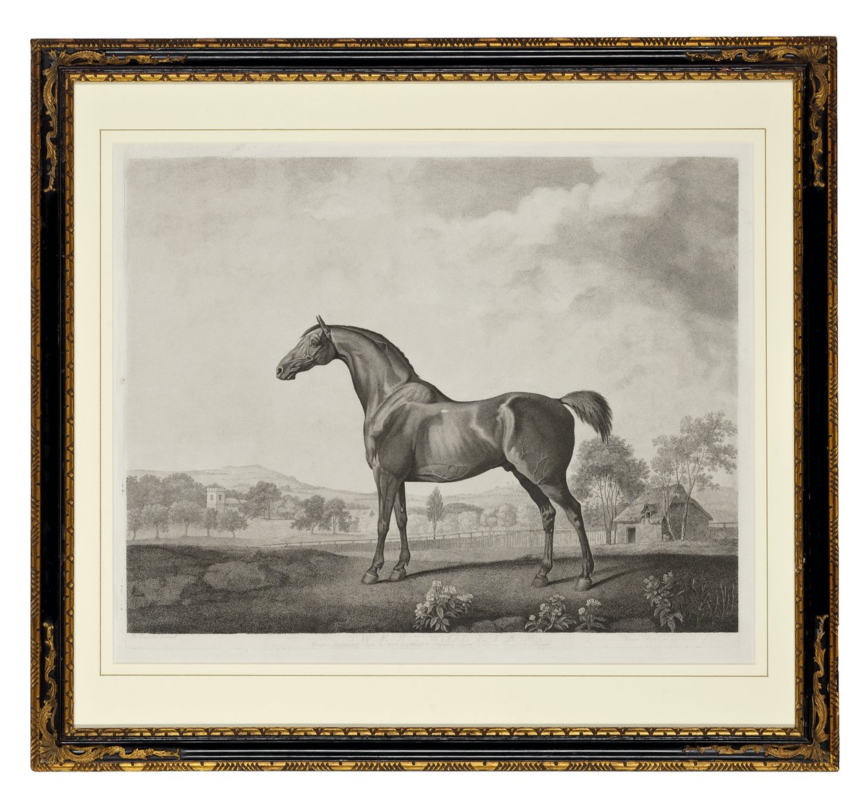 Sweetwilliam by George Townley Stubbs